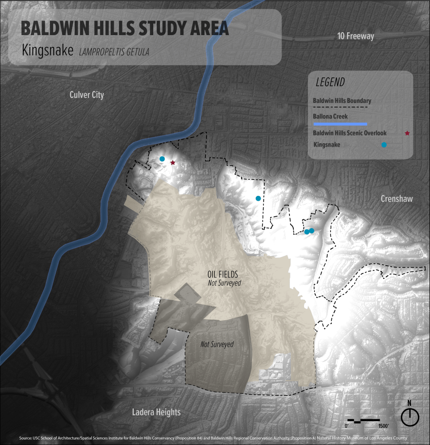 082216_kingsnake_Bw-01