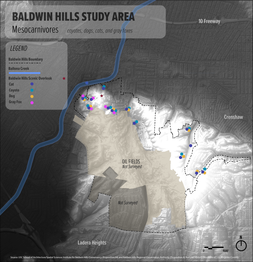 082216_Mesocarnivores_Bw_1_2-01