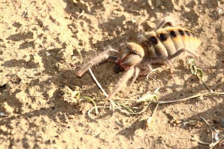 800px-3453_Sun_Spider_2011