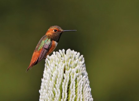Allen's Hummingbird_Wikimedia_Shravans14
