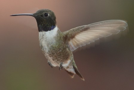 Black-chinned Hummingbird_Wikimedia_CC BY-SA 3.0