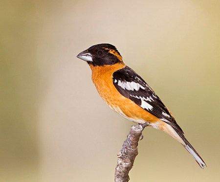 Black-headed Grosbeak_Wikimedia_Eleanor_Briccetti