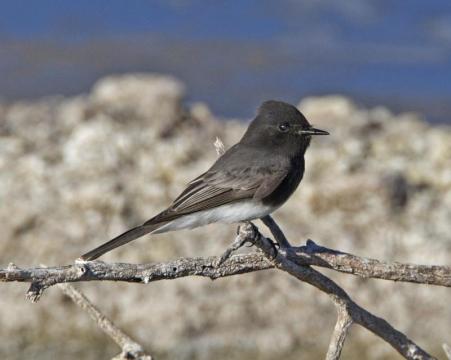 Black Phoebe_Flickr_Lip_Kee