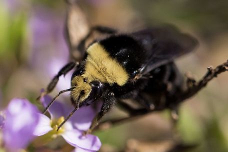 Bombus_vosnesenskii_(23838057375)