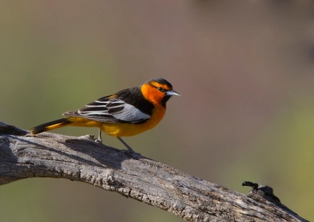 Bullocks Oriole_Wikimedia_Gregory_%22Slobirdr%22_Smith
