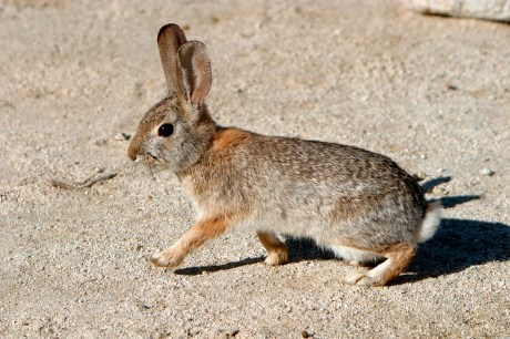 Desert Cottontail_Wikimedia_Alan Vernon
