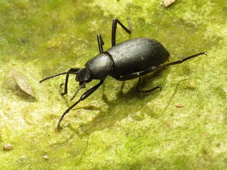 Desert_Stink_Beetle_-_Flickr_-_treegrow