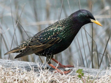 European Starling_Wikimedia_Dick_Daniels