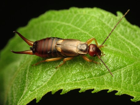 European_Earwig_-_Flickr_-_treegrow_(1)-2
