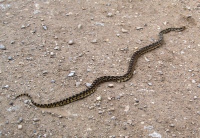 Gopher Snake_Flickr_Brewbooks