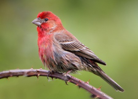 House Finch_Wikimedia_Nigel