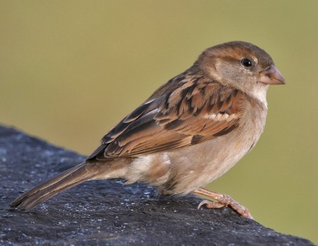 House Sparrow_Wikimedia_JM Garg
