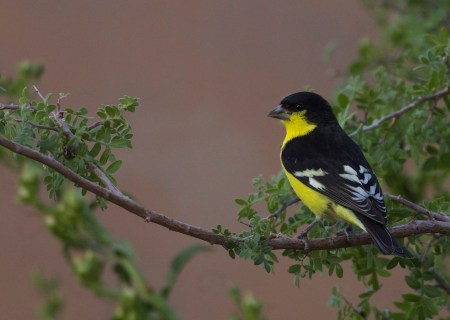 Lesser Goldfinch_Flickr_Gregory_%22Slobirdr%22_Smith