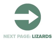 Next Page Lizards