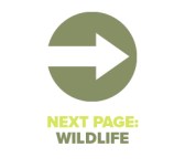 Next Page Wildlife