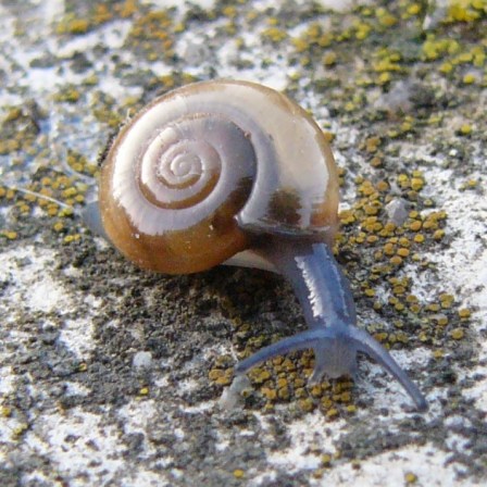 Oxychilus_draparnaudi_2