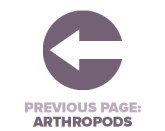 Previous Page Arthropods