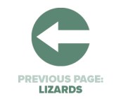 Previous Page Lizards