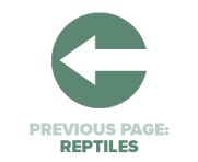Previous Page Reptiles