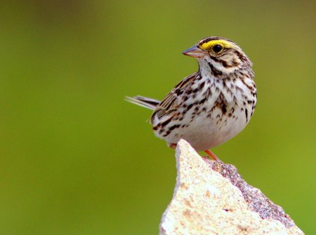 Savannah Sparrow_Flickr_Kenneth_Cole_Schneider