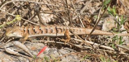Southern Alligator_Wikimedia_Jerry_Kirkhart