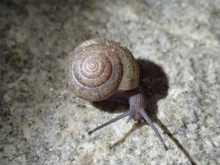 trasks_shoulderband_cedric_lee_inaturalist