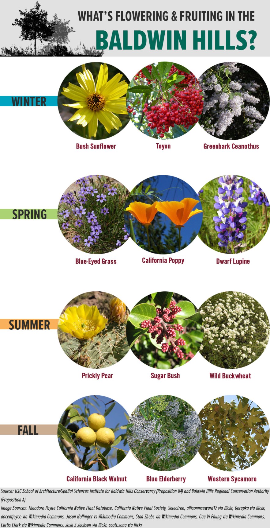 Vegetation_Seasonal_Infographic_8.18