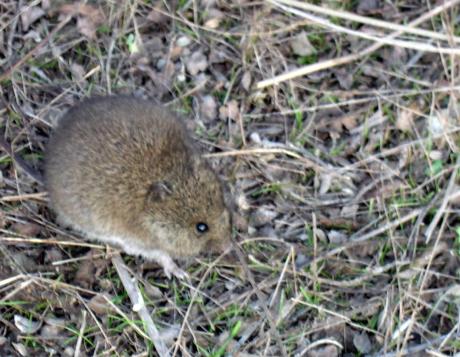 Western Harvest Mouse_Wikimedia_C. Michael Hogan