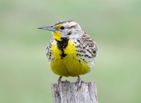 Western Meadowlark_Flickr_Alex_Galt