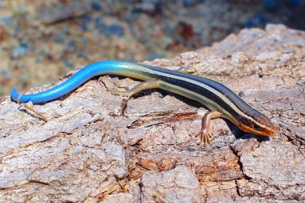 Western Skink_Wikimedia_Connor_long