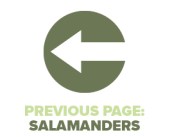 Previous Page Salamanders
